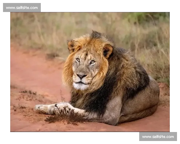 南非雄狮碾压野蛮人队，友谊赛狂揽 35 分创纪录